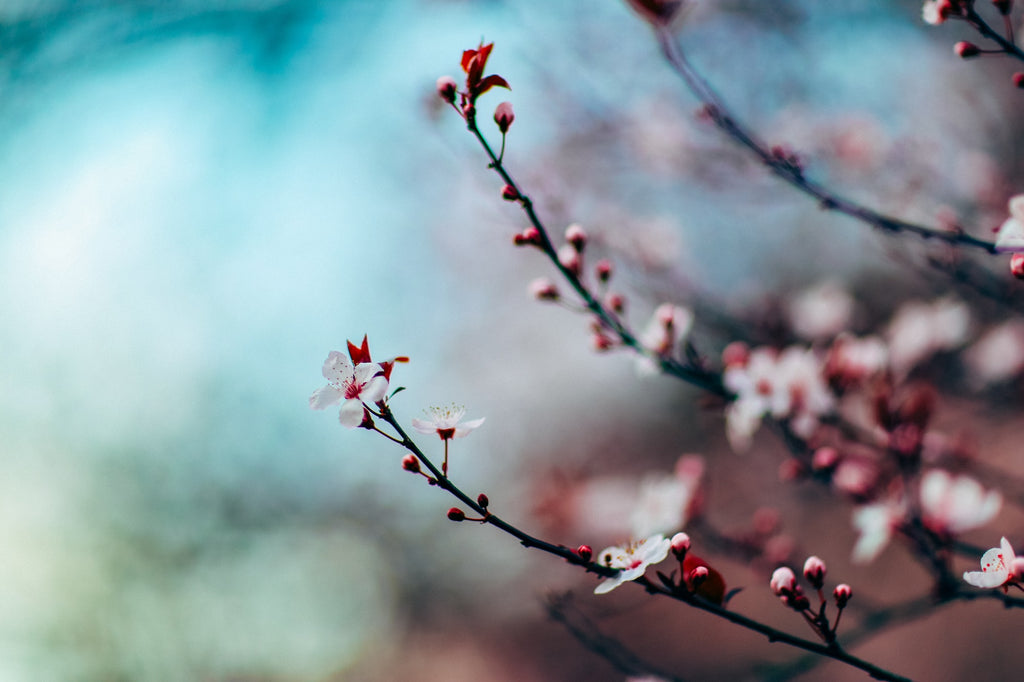 Wisdom from the Council of 13 Indigenous Grandmothers