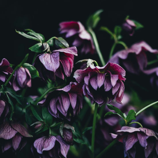 The Energy of Spring