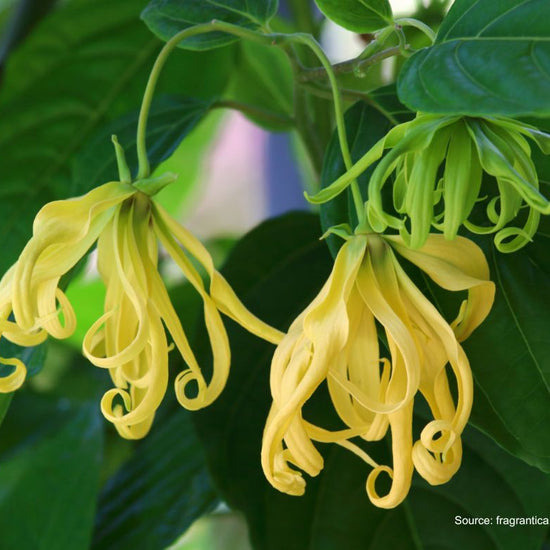 What is Ylang Ylang?